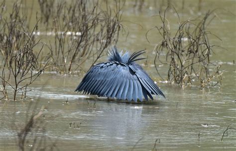 Black Heron Using An Umbrella To Fish African Wildcats Expeditions