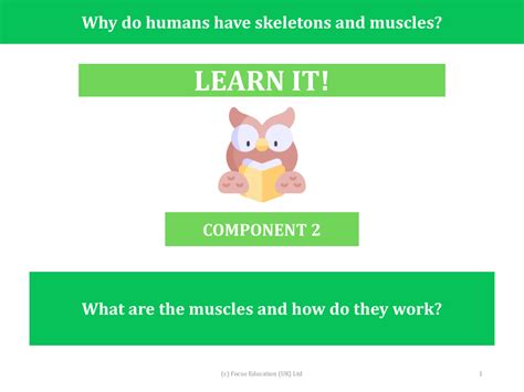 muscles     work  science year