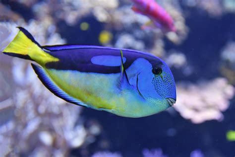 Palette Surgeonfish Paracanthurus Hepatus Zoochat