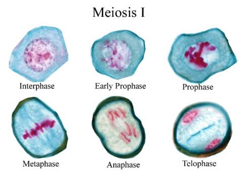 HKDSE Biology - Meiosis - HKDSE Biology Meiosis Nuclear division Cell division