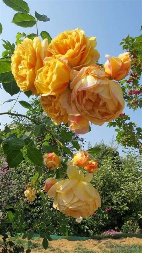 Pin em Guardado rápido em 2024 Rosas amarelas Belas fotos de flores