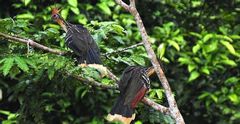 Parque Nacional Sumaco Napo Galera Saga Travel Nature Creativa Ecuador