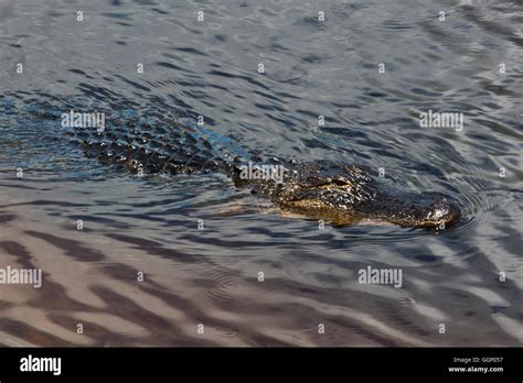 Swampland And Alligators Can Be Seen Along The La Chua Trail At Paynes