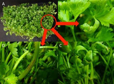 Celery Anthracnose A Newly Identified Fungal Disease Growing Produce