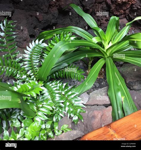 Tropical Plants Growing In A Cave In Lanzarote Stock Photo Alamy