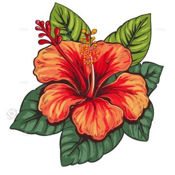 Flores Tropicais Havaianas Vetor Png Flor De Hibisco Clipart Adesivo