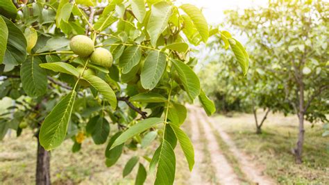 The Gardening Myth About A Walnut Tree That S Partly Correct