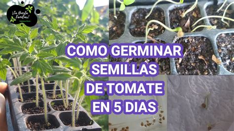 🍅 Muy FÁcil Tomateras En 5 DÍas 3 MÉtodos Muy Eficaces Para Germinar Semillas De Tomate Youtube