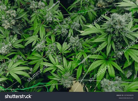 Marijuana Background Plant Cannabis Medical Recreational Stock Photo ...