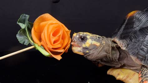 Asmr Carrot Flower Tortoise Eating Mukbang Foot