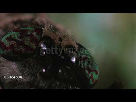 Adult Wormy Closeup: Video Gallery (Sorted by Views) | Know Your Meme