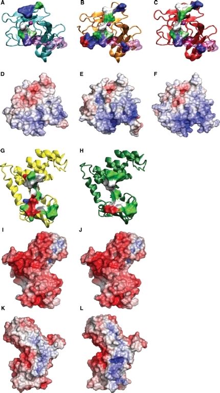 Structure Based Homology Modelling Showing Proteinpr Open I