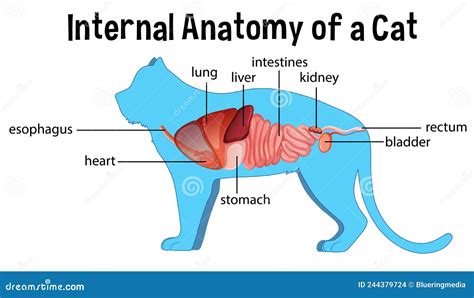 External Body Parts Cats