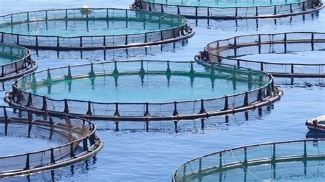 A Aquacultura Um Risco Para A Humanidade Otc