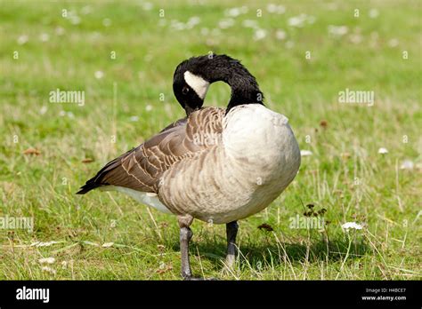 black goose (Branta Stock Photo - Alamy