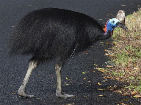 Southern Cassowary Ebird