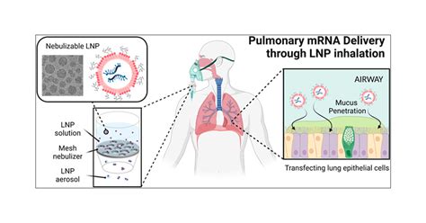 Engineering Lipid Nanoparticles For Enhanced Intracellular Delivery Of