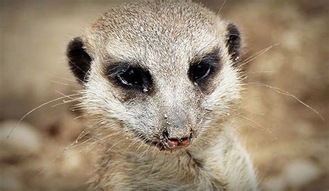 Cute Mongoose Animal