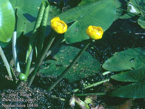 Nuphar lutea luteum Yellow Water-lily Pond-lily Ulpukka Nénuphar jaune