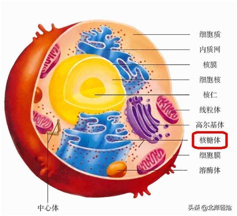 核糖体的组成（核糖体结构由什么组成） 科猫网