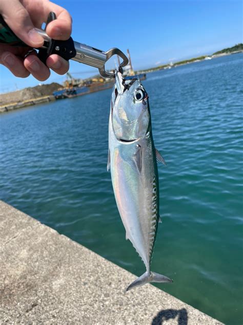 しのしょう さんの 2024年06月08日のソウダガツオの釣り・釣果情報千葉県 館山湾 アングラーズ 釣果500万件の魚釣り情報サイト