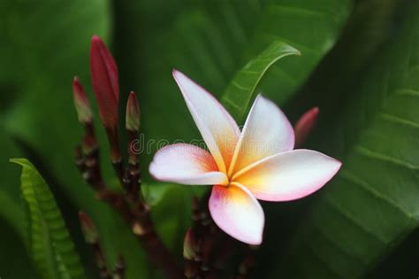 Frangipani Symbol Of Beauty And Delicacy Stock Image Image Of Pink