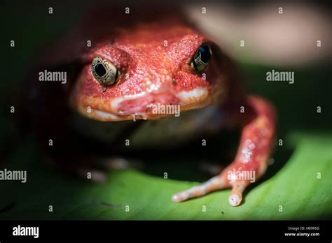 Close Up Of A Madagascar Tomato Frog Dyscophus Antongilii Endemic To