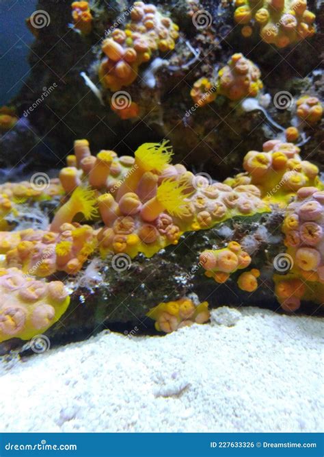 Coral reef anemones stock photo. Image of plant, seafood - 227633326