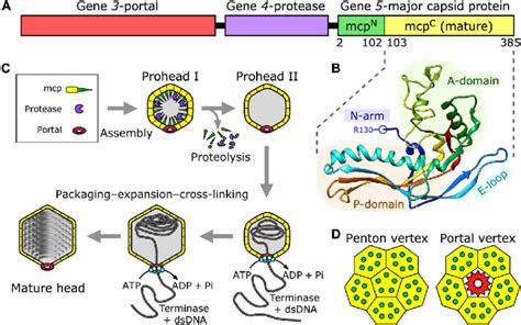 Phage Hk Capsid Assembly A Organization Of The Structural Genes A