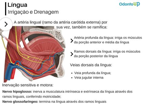 Musculo Intr Nsecos Da Lingua