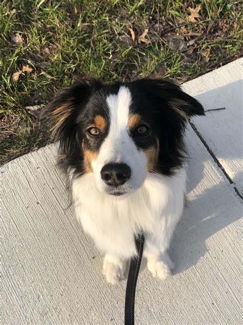 Disco Babe R Miniaussie