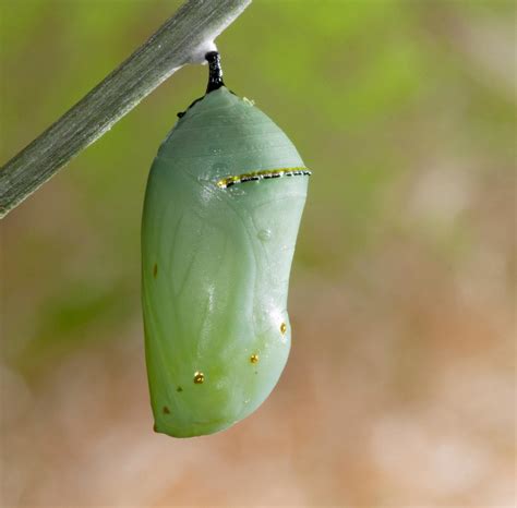 Monarchs Are Still Visiting The Garden Gottlieb Native Garden