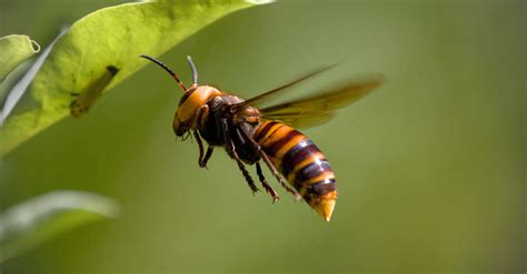 V Nement Nature Vous Les Frelons Asiatiques Douai Douaisis