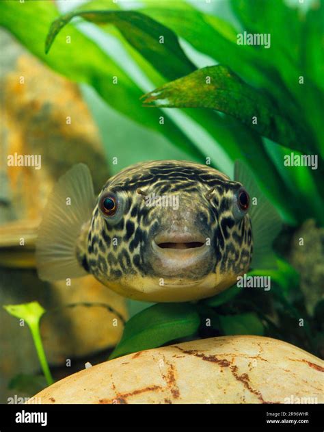 Yellow Rumped Pufferfish Golden Pufferfish Tetraodon Mbu Giant