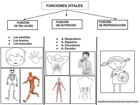 Maestra De Primaria Funciones Vitales De Los Seres Vivos Nivel 2º De