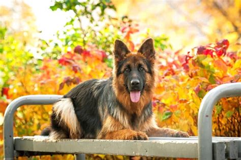 Long Haired German Shepherd Facts Pictures And Shedding