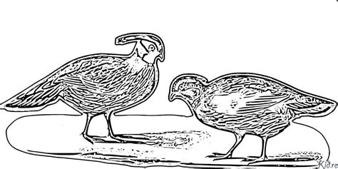 Pheasant Coloring Pages To Print