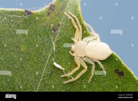 Running Crab Spider Psellonus Planus Satara Maharashtra India Stock