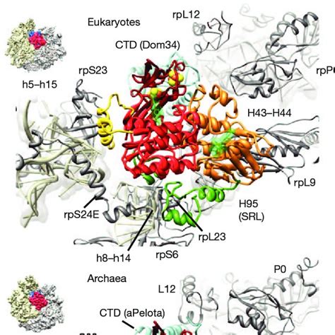 Scheme Of Archaeal And Eukaryotic Ribosome Recycling Bridging