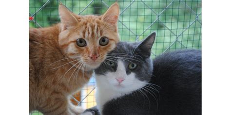 Arbent Youpi et Duster à adopter ensemble au refuge de la SPA