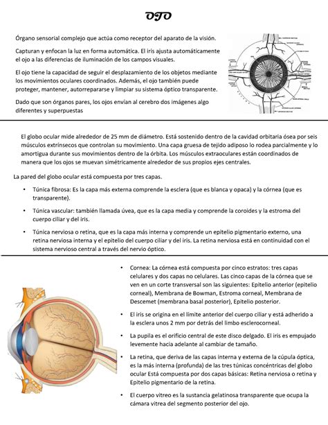 Ficha Histol Gica De Ojo Rgano Sensorial Complejo Que Act A Como