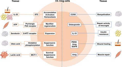 Frontiers Tissue Resident Foxp3 Regulatory T Cells Sentinels And