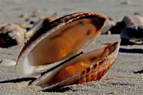 Free Images Beach Nature Sand Food Seafood Shellfish Fauna