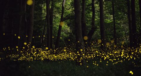 Conoce El Idílico Bosque De Las Luciérnagas En Tlaxcala Más De México