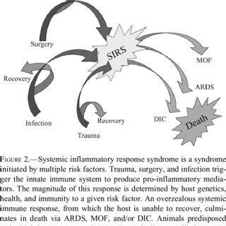 Gross And Histological Findings In Nonhuman Primate Cases Of The