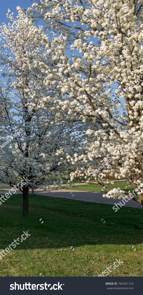 Bradford Pear Trees In Full Spring Bloom Royalty Free Stock Photo