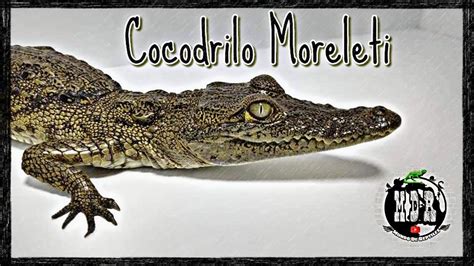 Cuidados Básicos Del Cocodrilo Moreleti Mundo De Reptiles Youtube