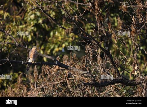 Eurasian Sparrowhawk Fotograf As E Im Genes De Alta Resoluci N Alamy