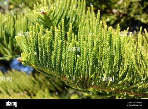 Norfolk Island Pine Or Star Pine Araucaria Heterophylla Or A Excelsa