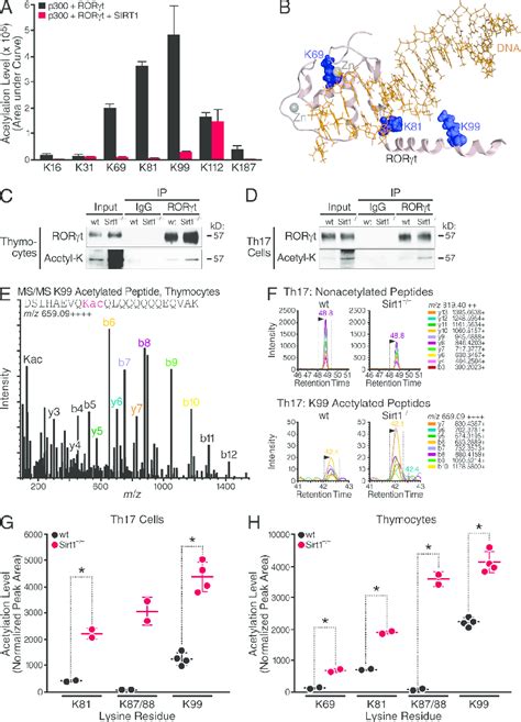 Sirt Deacetylates Ror T A Flag Ror T Immunoprecipitated From T